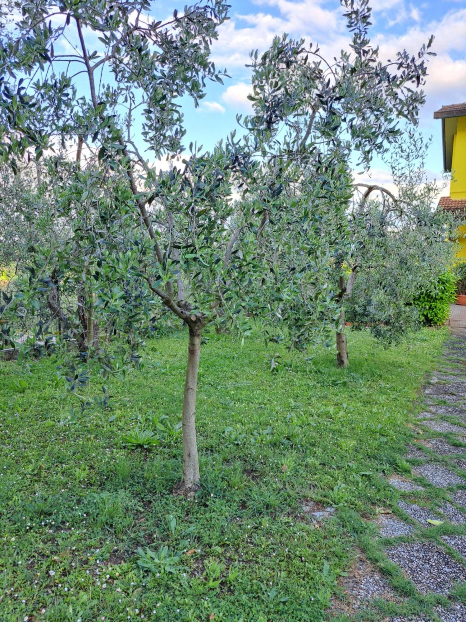 Casa Gli Ulivi Βίλα Montepulciano Stazione Εξωτερικό φωτογραφία